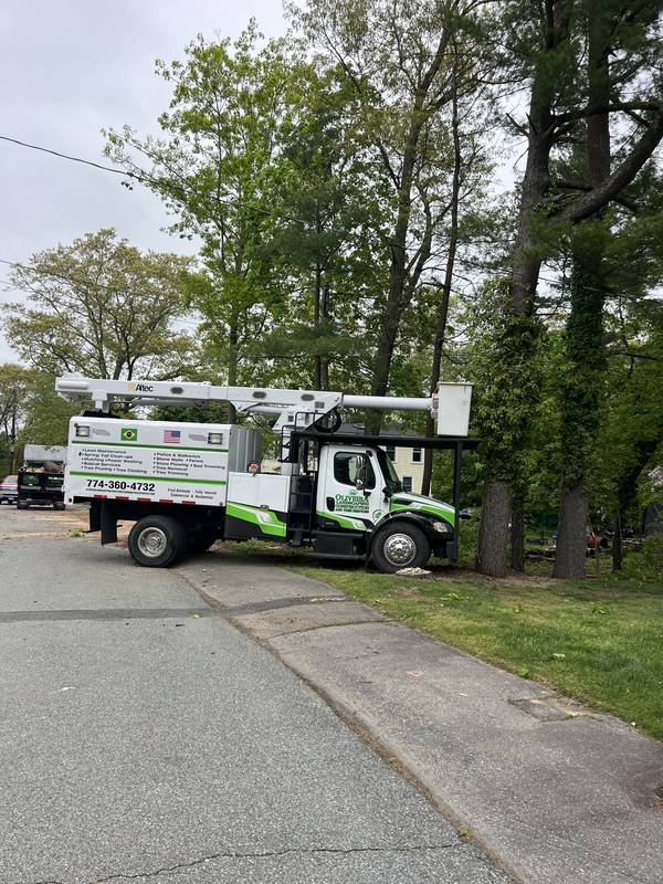 Bucket truck set up for the roadside removal
