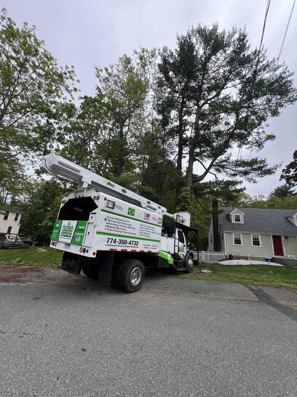 Tree Removal & Land Clearing by Oliveira Landscaping
