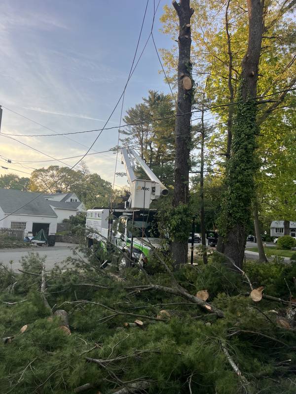 Limbs down and ready for the chipper