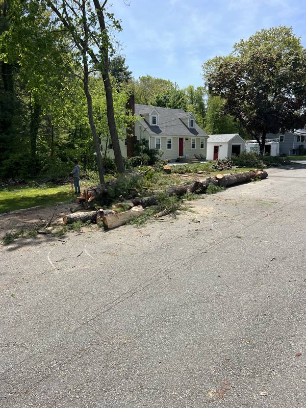 Logs cut and staged along the street