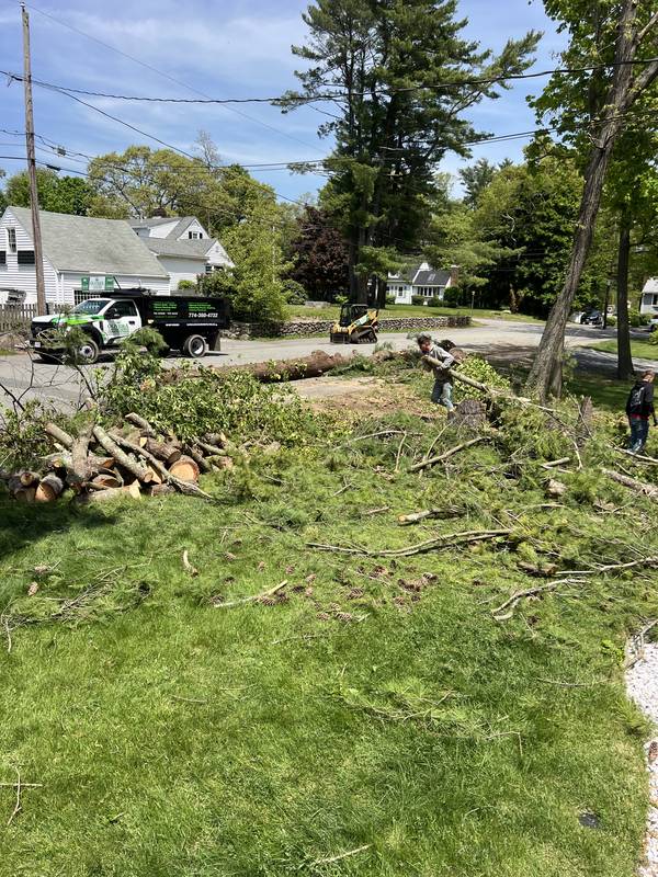 Brush cleanup across the front lawn