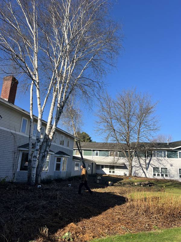 Removing trees tight against the building