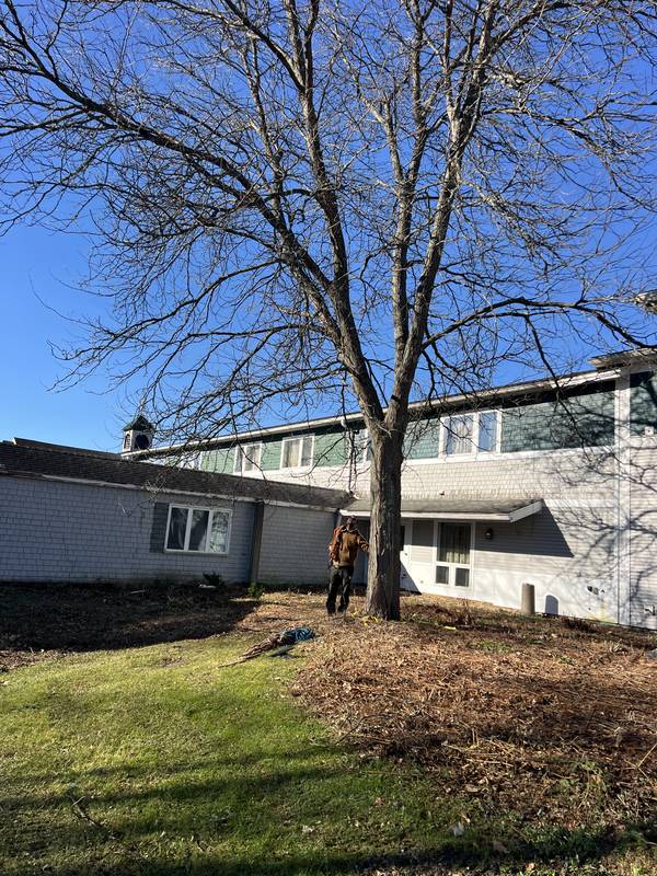 Crew clearing around a mature shade tree
