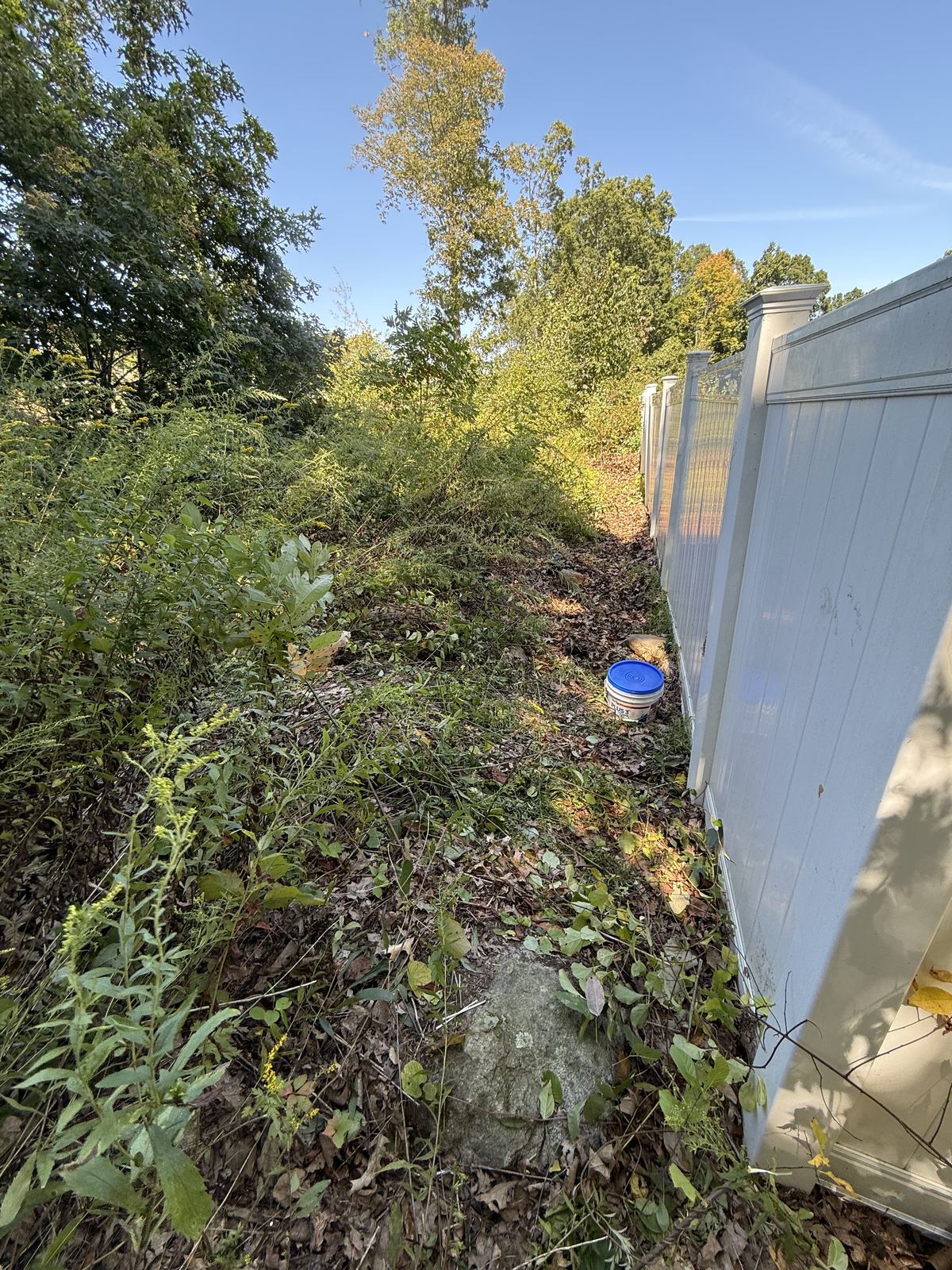 Overgrown brush along the fence line before clearing