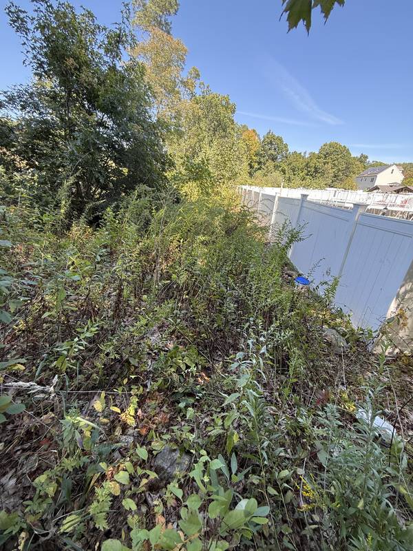 Dense weeds and debris covering the side yard