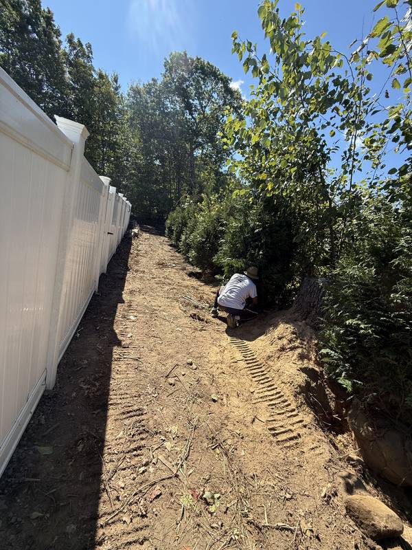 Crew setting evergreens along the new fence-line bed