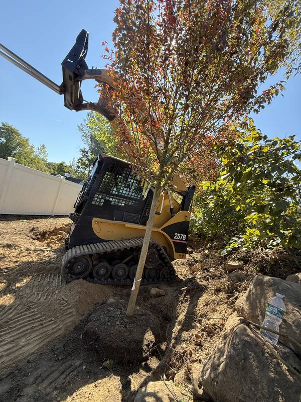 Planting a maple with the loader for a straight, level set