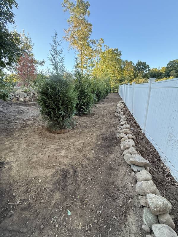 Evergreen row with a fieldstone edge along the fence