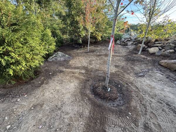 Young shade tree set in a clean, mulched ring