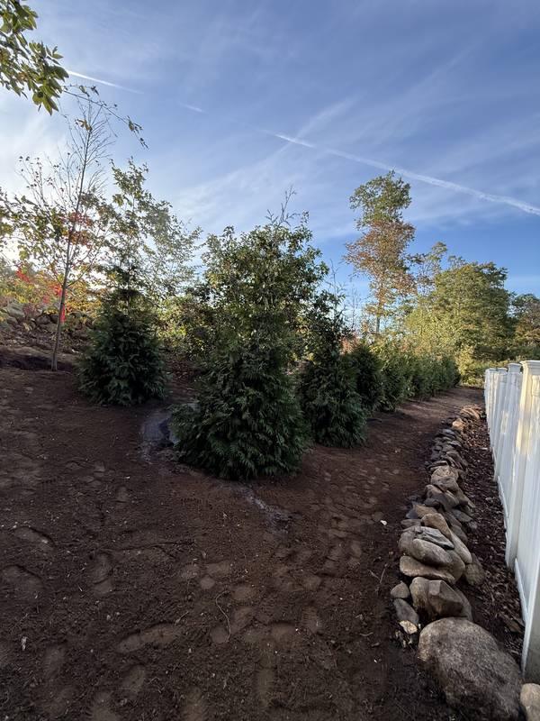 Evergreen Privacy Screen & Tree Planting by Oliveira Landscaping in South Shore, MA