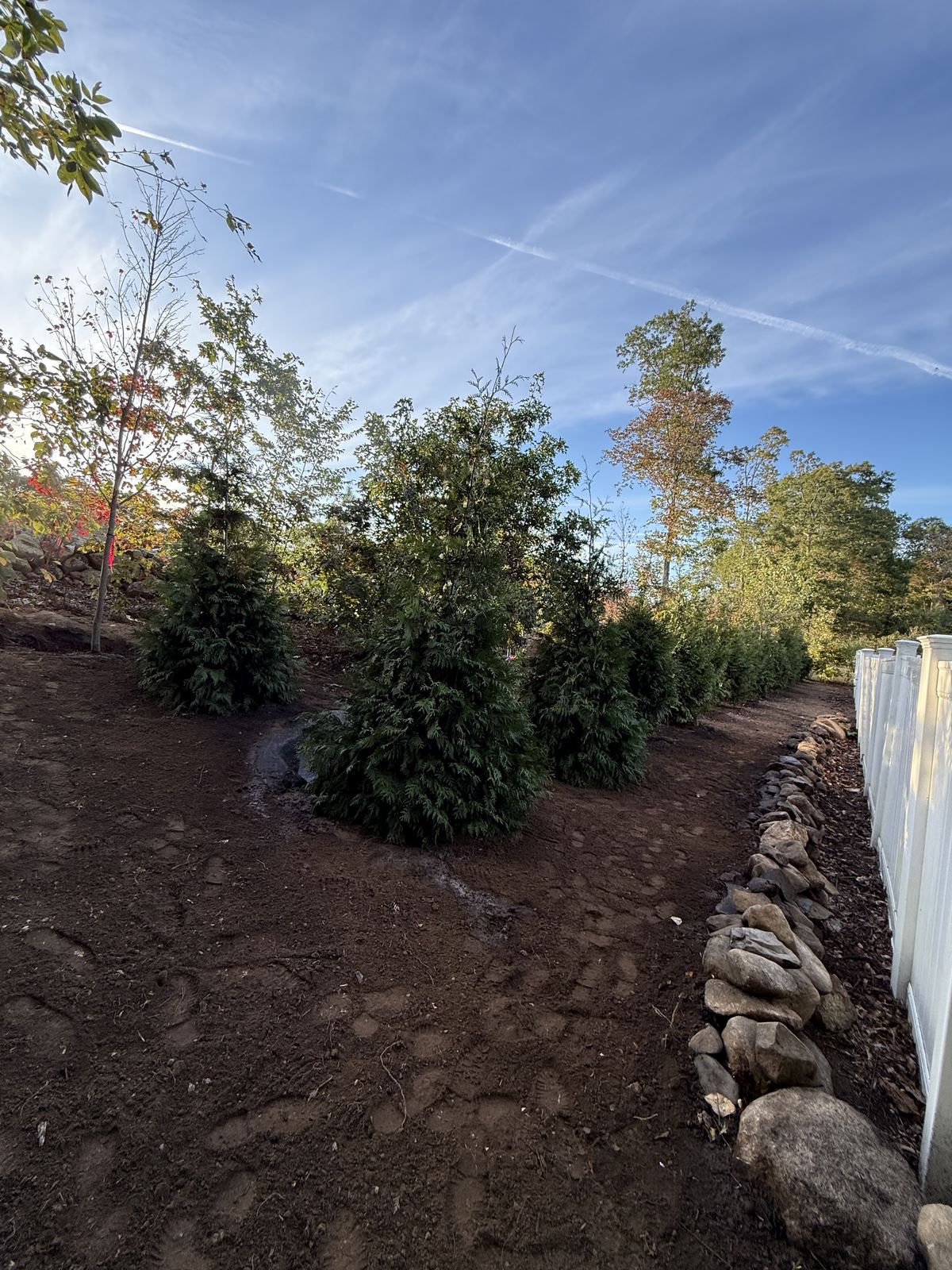 Finished privacy screen of evergreens along the fence