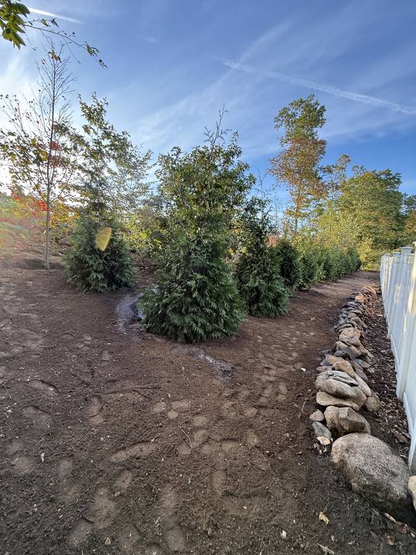 Layered evergreen screen with a stone border