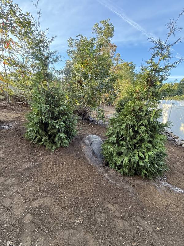 Pair of evergreens framing a young ornamental tree