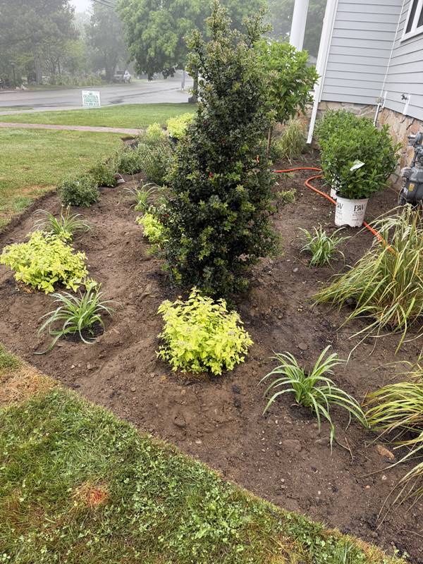 Shrubs and grasses being set in the freshly shaped bed