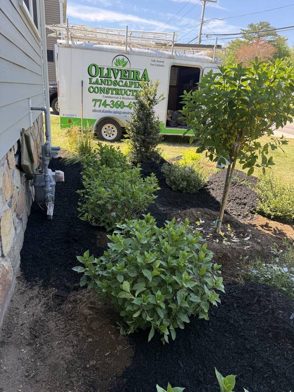 Ornamental tree and flowering shrubs in fresh black mulch