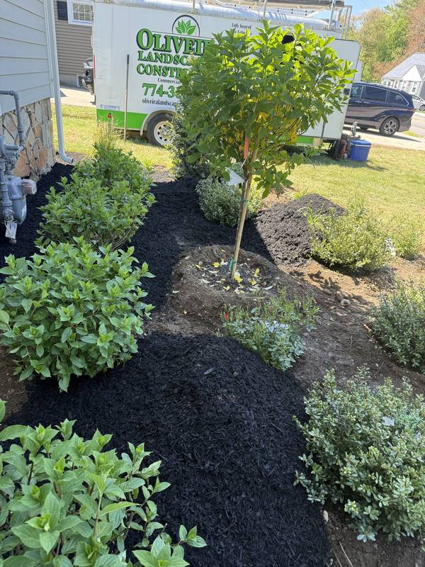 Mixed shrub bed with crisp mulch lines