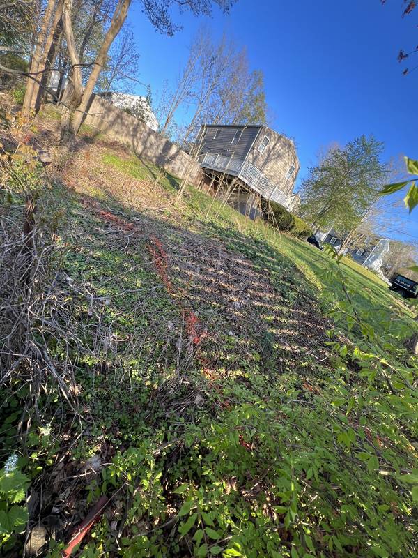 Overgrown slope marked out before the renovation