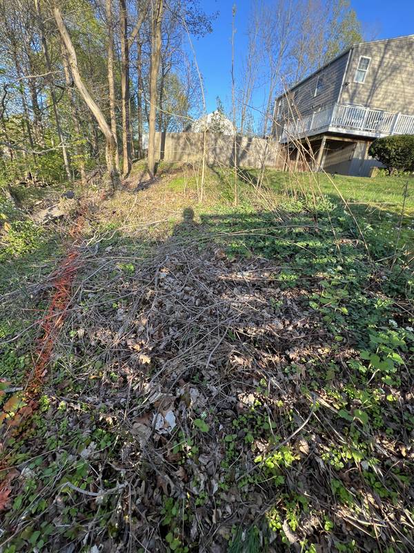 Brush and weeds covering the side yard