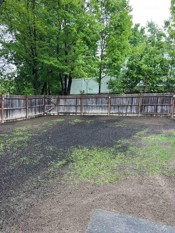 New lawn coming in across the regraded backyard