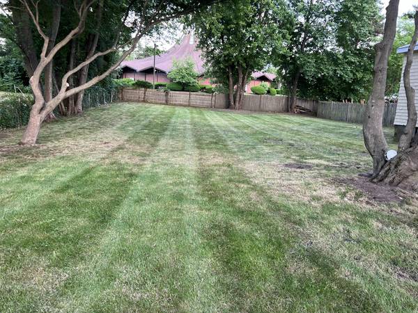 Fresh-cut striped lawn under ornamental trees