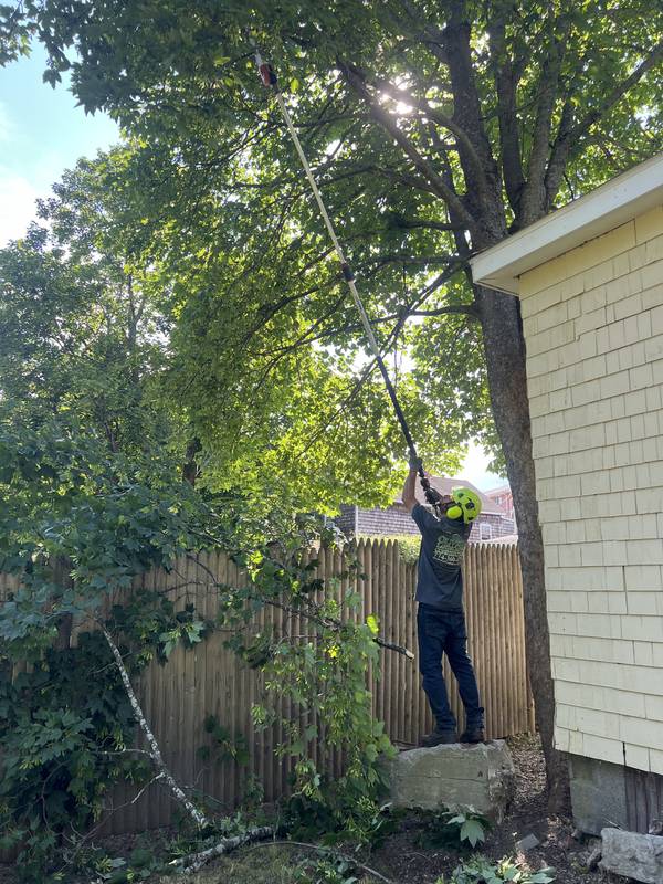 Crew pruning an overgrown tree beside the house
