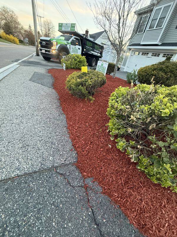 Shaped evergreens and red mulch framing the entryway