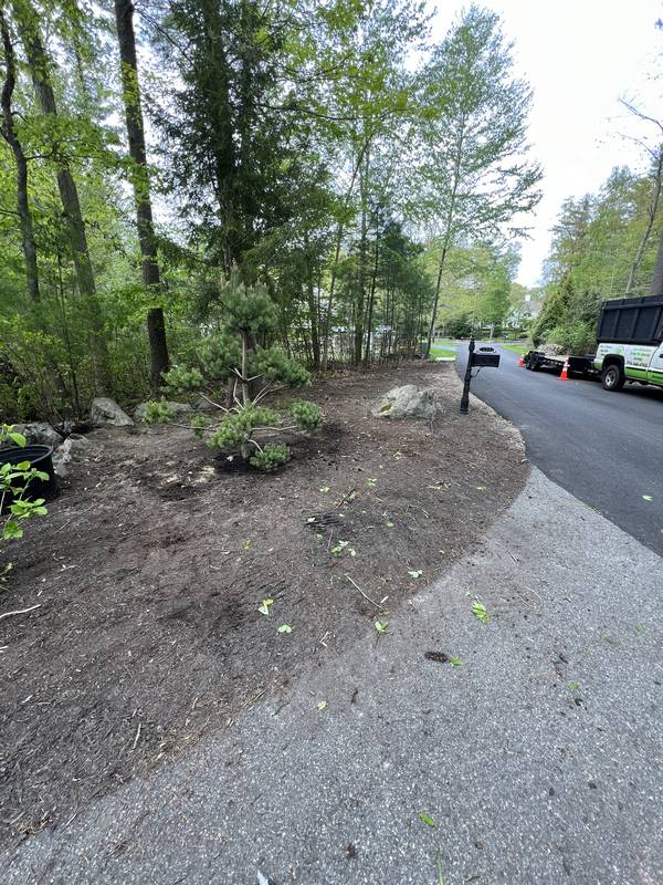 Overgrown driveway beds before the cleanup