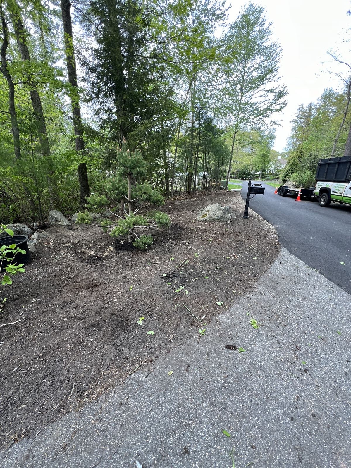 Overgrown driveway beds before the cleanup