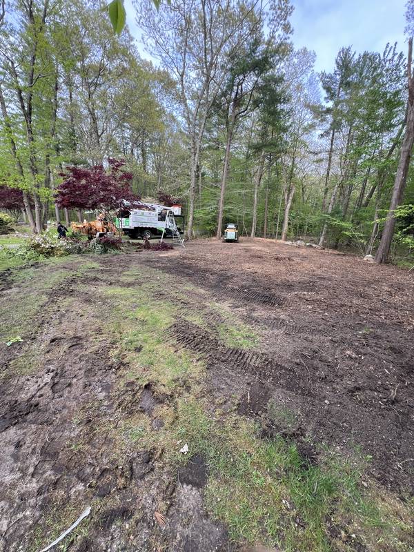 Clearing brush and old growth from the side lot