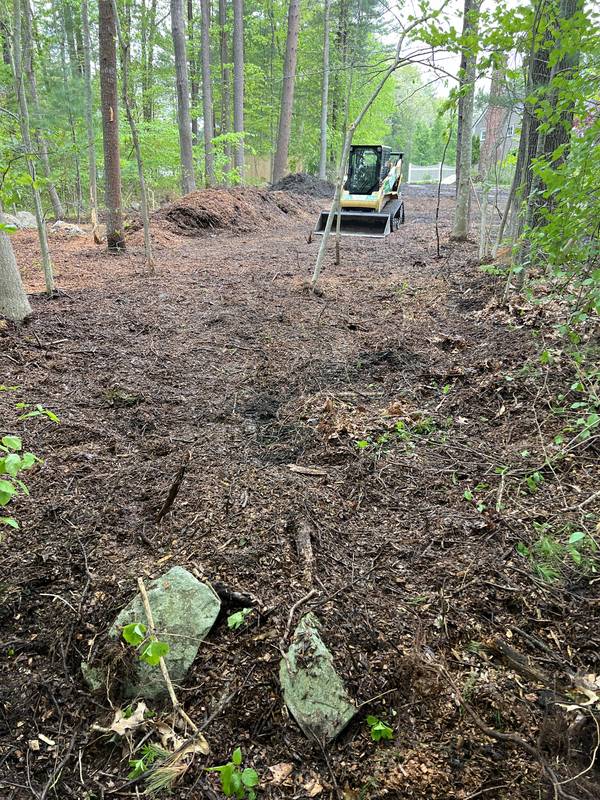 Woodland area cleared under the mature pines