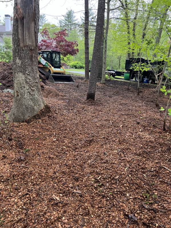 Fresh mulch spread through the cleared woodland