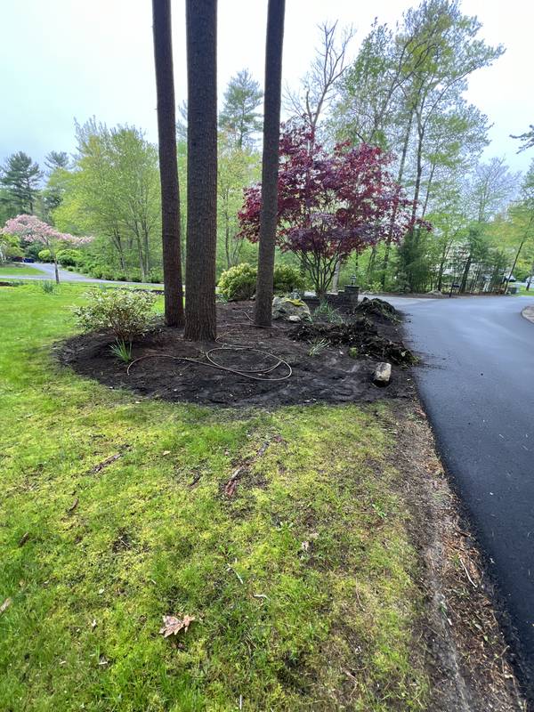 Re-edged tree bed beside the driveway