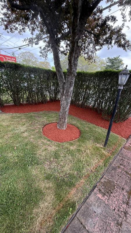 Mulched tree ring and hedge border by the walkway