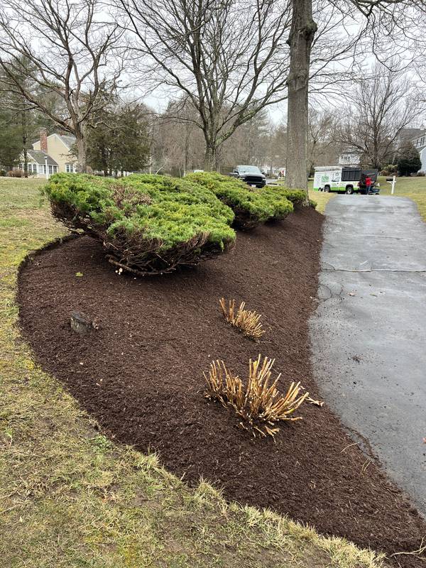Mulched shrub island beside the driveway