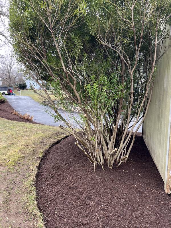 Clean mulch ring around a foundation shrub