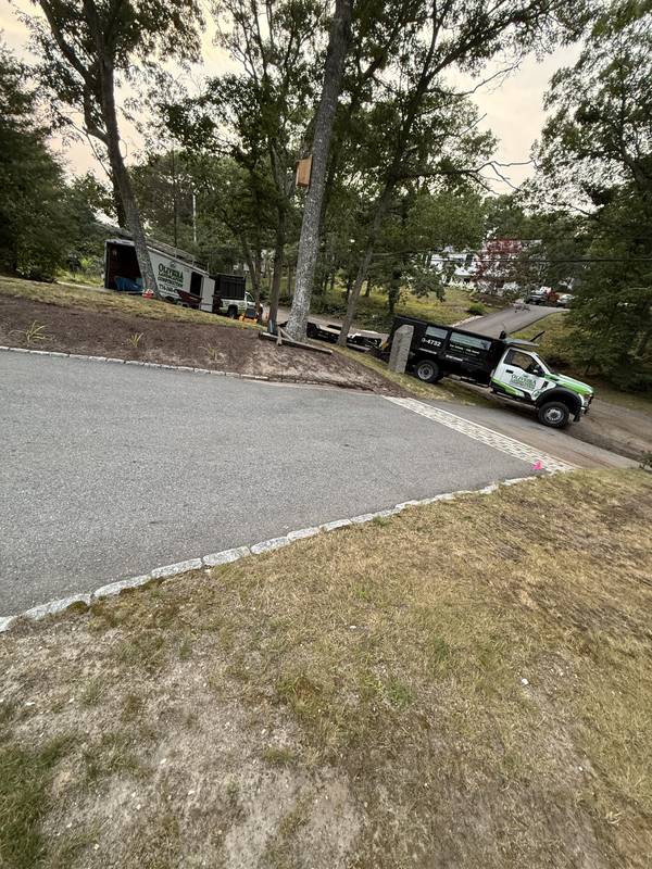 Worn lawn and driveway edge under the mature trees