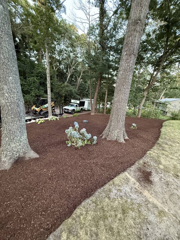 Mulched beds flowing around mature oaks